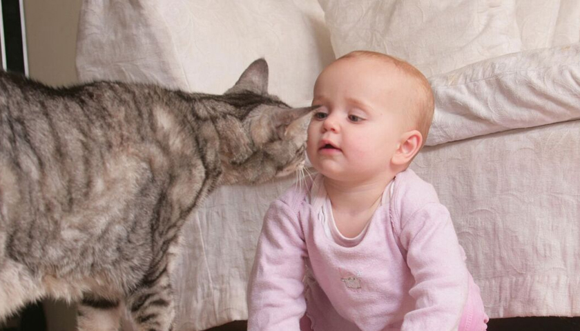 Cats Protection Launch #KidsandKitties Campaign - Ethical Marketing News