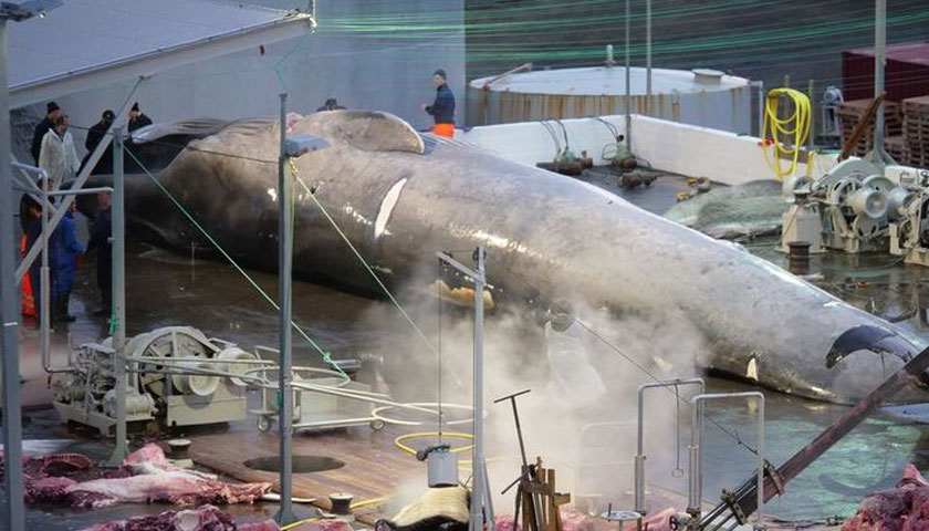 Immediate calls to end commercial whaling as genetic testing confirms whale harpooned in Iceland was rare hybrid - Ethical Marketing News